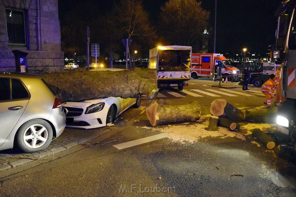 Baum auf PKWs Koeln Mitte Rheinuferstr Goldgasse P044.JPG - Miklos Laubert